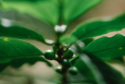 coffee tree