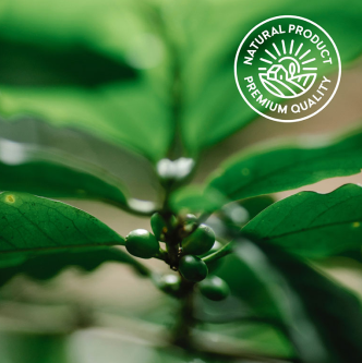 coffee tree
