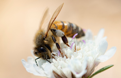 bee on flower