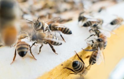 bees