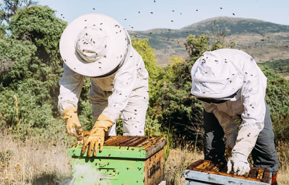 item two beekeepers