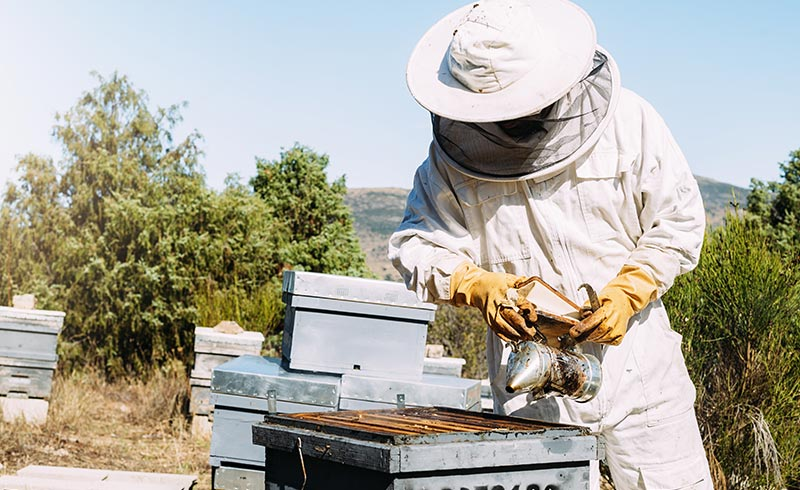 beekeeper fumigates bees